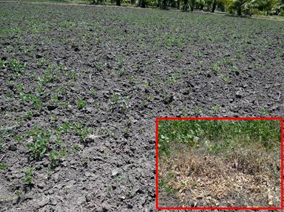 மழை பொய்த்ததால் பல ஏக்கர் பரப்பில் துவரைபயிர் சேதம்